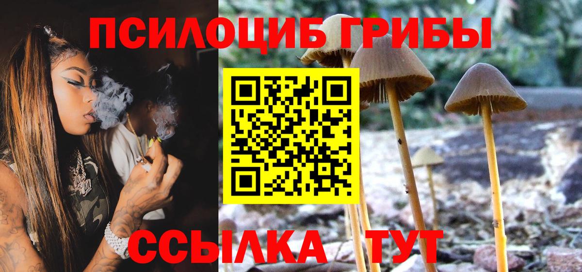 Славгород  Псилоцибиновые грибы Psilocybine cubensis  Вход с VPN 